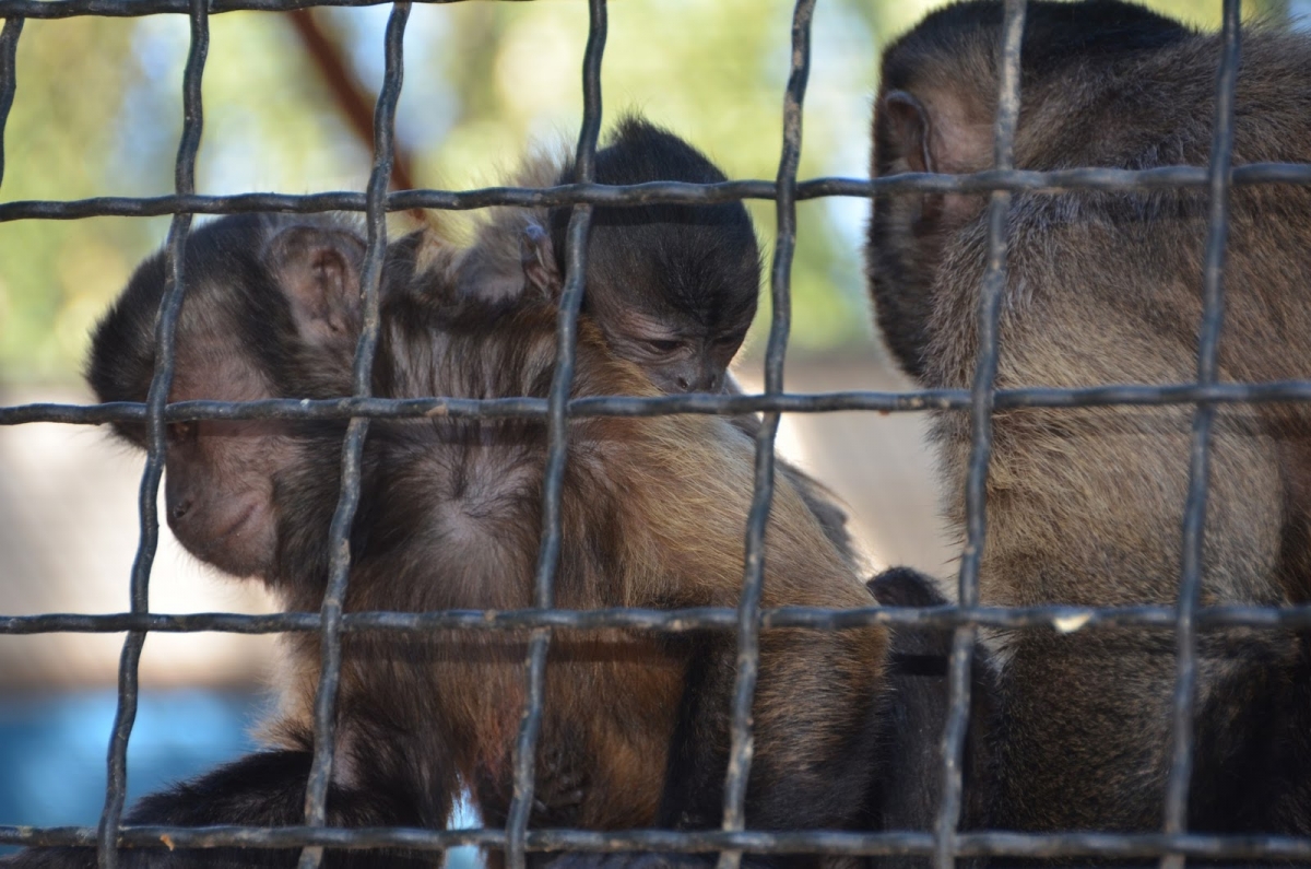 В крымском зоопарке обезьяне дали гаджет-имя [фото, видео]
