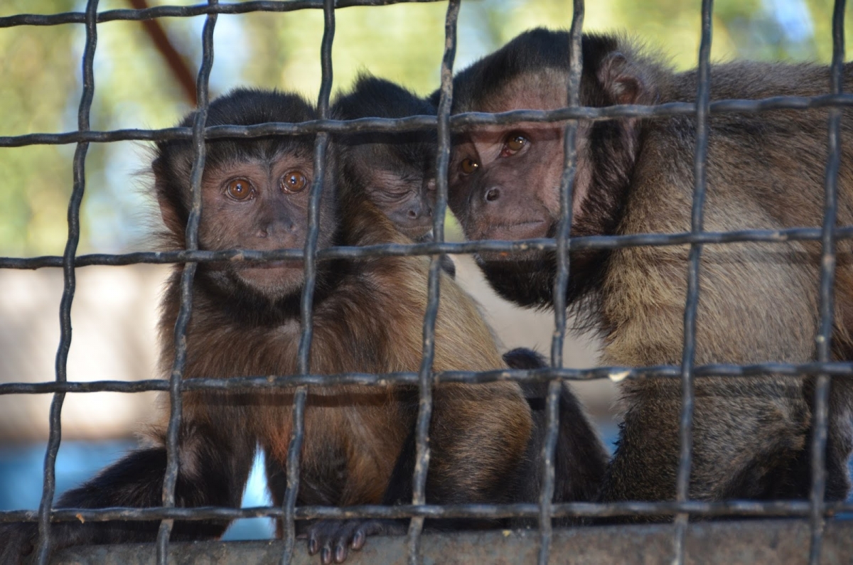 В крымском зоопарке обезьяне дали гаджет-имя [фото, видео]
