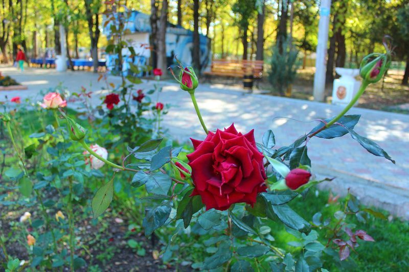 В симферопольском парке высадили 200 розовых кустов [фото]