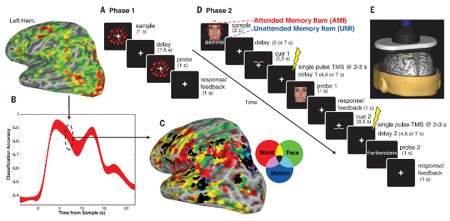 Ученые нашли новый тип памяти человека