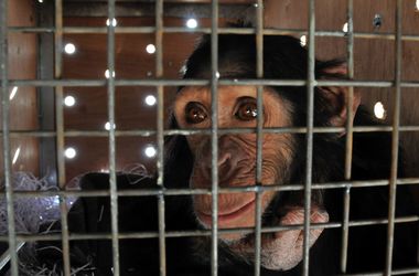 Шимпанзе узнают друг друга по ягодицам – биологи