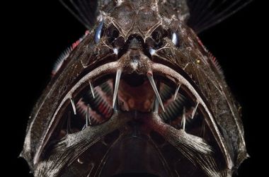 Интересные факты: как выглядит самая зубастая рыба
