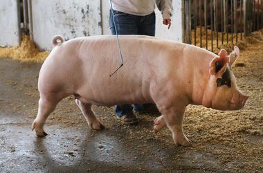 Украина в сто раз увеличила экспорт живых свиней