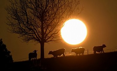 Ученые бьют тревогу: коровы быстро наполняют атмосферу метаном